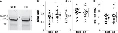 Compliant Titin Isoform Content Is Reduced in Left Ventricles of Sedentary Versus Active Rats